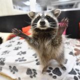 Енота-обжору поймали на воровстве – видео