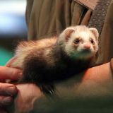 Смешной хорек-футболист забил гол в стиральную машину – видео