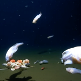 Выловленное с глубины 8 километров морское существо попало на видео