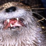 Агрессивная выдра в зоопарке попала на видео