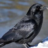 Стая ворон запрессовала соперника – видео