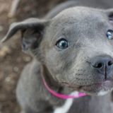 Чудесное спасение щенка со сломанной челюстью растрогало до слез – видео