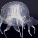 Загадочная медуза попала на видео в Китае