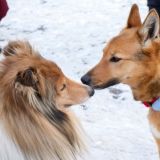Священник прокомментировал законопроект о бездомных собаках