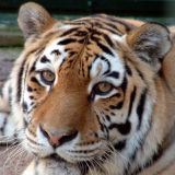 Прогуливающуюся по побережью Приморья тигрицу с малышом сняли на видео