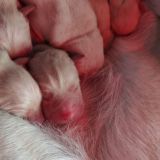 Брошенная на произвол судьбы собака с щенками обрела новый кров – видео