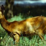 Четырехлапое существо попало на камеру в темноте – видео