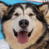 Кому-то можно позавидовать: как видят мир животные и птицы (видео)