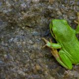 Зачем квакает лягушка? 10 фактов о жизни удивительного создания