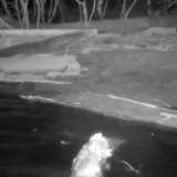 Ночная рыбалка волков попала на видео