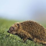 Множество возможностей: как живется ежам в городе?