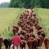 Стадо коров одержало победу над тигром (Видео)