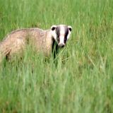 Очевидцы сняли на видео редкое природное явление