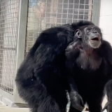 Реакцию подопытной шимпанзе на реальный мир сняли на видео