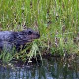 Бобры затеяли драку в заповеднике – видео
