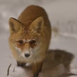 Лиса украла смартфон и сняла видео