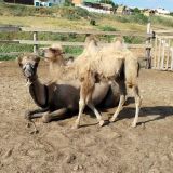 Как любить маму: верблюжонок Персик показывает на видео