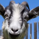 Ну и козел! Рогатый попал на видео в неожиданном месте