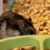 Как развивается новорожденный хомяк – видео