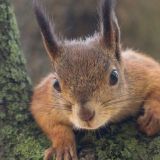 Смешную белку с ценным угощением сняли на видео