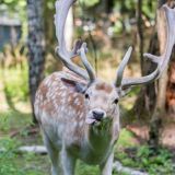 Вместо тысячи слов: очаровательным ланям несут угощения в разгар брачного сезона