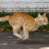 Находчивый кот погулял под зонтом во время дождя – видео