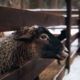 Милая овечка слопала томат размером с мяч – видео