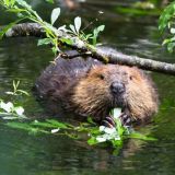 А вы знали? Вот что делают бобры в преддверии зимы