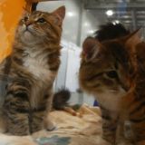 Два рыжих котенка удивили своей милотой – видео