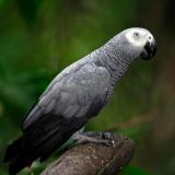 Болтливый попугай нагло поцеловал черепаху – видео