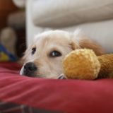 Веселая собака залезла в чемодан к хозяину ради отпуска – видео