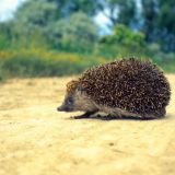 Ежики в зимней спячке: что делать при обнаружении зверька на улице