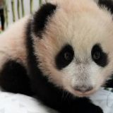 В 2023 году в Московском зоопарке родилось 1,5 тыс. животных – Собянин