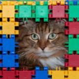 Застенчивая кошечка нашла новый дом и новую любовь – видео