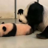 Панда Катюша пытается увильнуть от ласки родительницы – видео