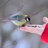 Тест: какая птица чуфыкает, а какая ревет по ночам громче быка