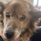 ЧУДО! На лечение спасенного пса по кличке Лис объявили сбор! / НМОО ЗЖ 