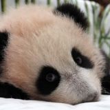 Собянин: Увидеть панду Катюшу в Московском зоопарке можно будет с 8 марта