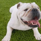 Веселые собаки плескаются в грязи и ломают стереотипы – видео