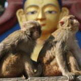 Совсем как люди: милые обезьянки лопают вкусняшки из ведра (видео)