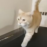 Спортивный лежебока: кот покоряет беговую дорожку (видео)