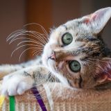 Мурлыка, а дождь будет? Забавные приметы о кошках и погоде