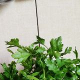 Минимум калорий, максимум витаминов: готовим легкие и полезные салаты из зелени