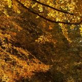 Осенний тест:  как хорошо вы помните знаменитые стихотворения русских классиков