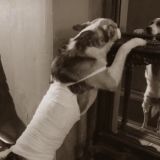 ТЕСТ: угадайте знаменитый советский фильм по кадру с собакой