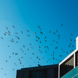 Тест для любознательных: попробуйте угадать названия городских птиц