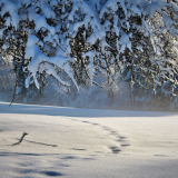 Тест: угадай дикого зверя по его следам на снегу