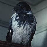 Тест: попробуйте узнать всех звездных животных из кино СССР по кадру