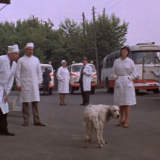 Тест для развития зрительной памяти: из какого советского фильма этот пес?