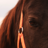 Тест: угадайте знаковые советские фильмы по одному кадру с лошадью